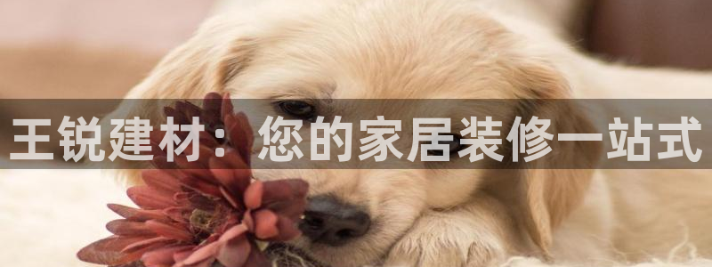 杏鑫注册平台官方网站是什么