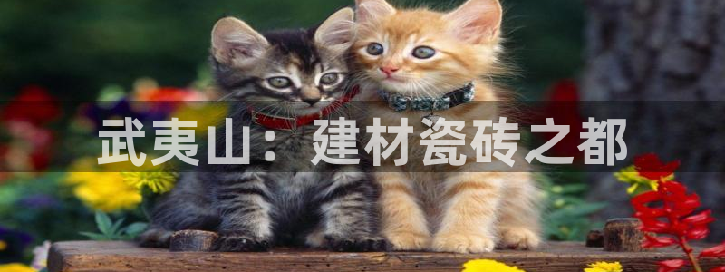杏鑫平台代理怎么做的