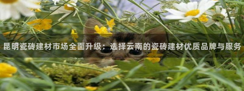 杏鑫平台是黑平台吗是真的吗